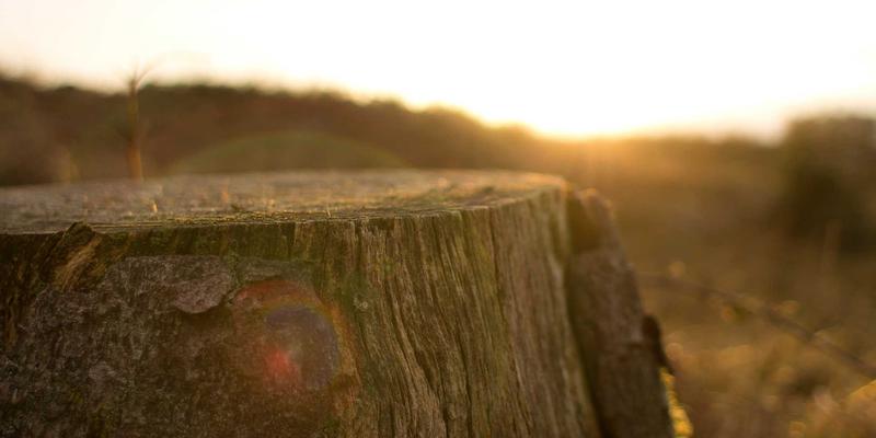 从日式禅意到生鲜电商:水果百科的现代转型与商业启示