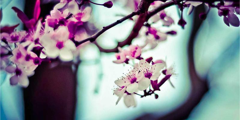 冷冻水果营养流失真相：速冻技术如何锁住维生素与抗氧化剂 | 水果百科