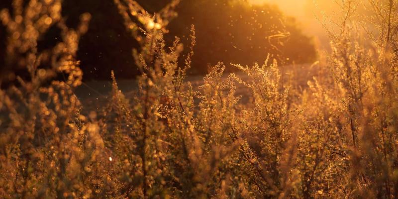 孕期水果选择全攻略：水果百科带你解锁富含叶酸与关键营养素的黄金清单