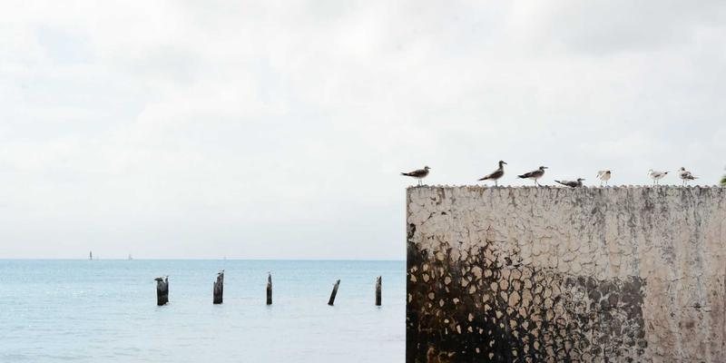 日式禅意中的水果发现：从果园到餐桌的碳足迹与健康生活选择
