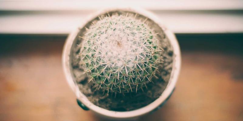 水果发现与营养：解锁自然馈赠的健康密码