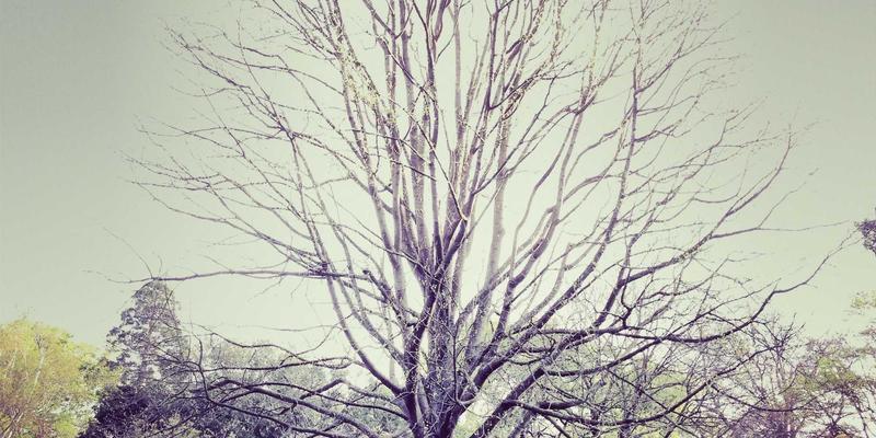 水果发现之旅：濒危古老品种的复兴与健康生活新选择