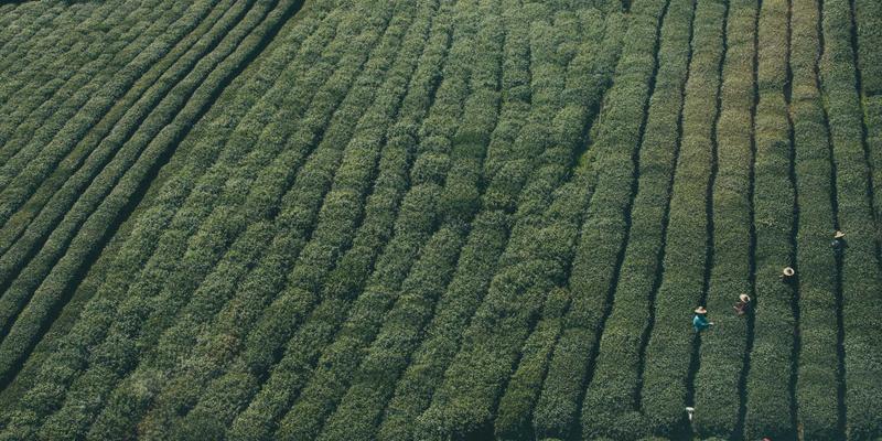 水果后熟的科学与艺术：掌握催熟与保鲜技巧，延长健康赏味期