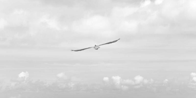 水果核与籽的隐藏价值：从家庭种植到抗氧化成分提取的实用指南