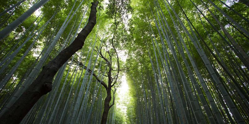 水果百科:从田野发现到生鲜电商,一部流动的甜蜜进化史