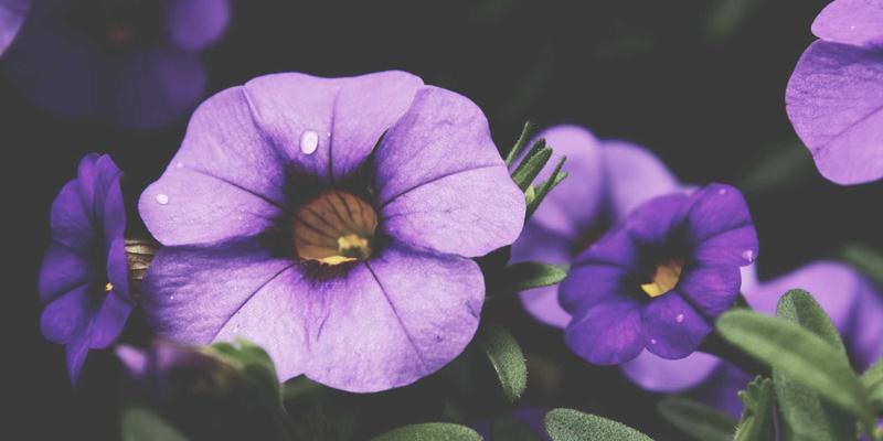 水果百科：柑橘皮、香蕉皮、西瓜皮的家居与园艺全能妙用 | 生鲜电商新鲜水果的隐藏价值