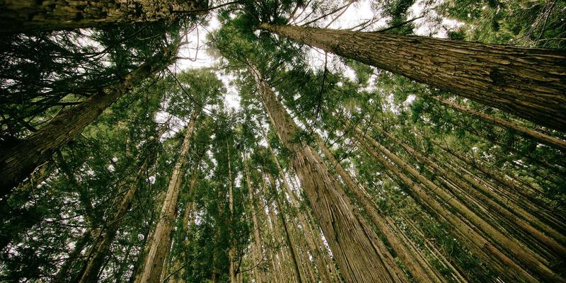 水果营养全解析：如何挑选新鲜水果与必备水果知识