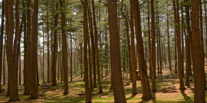 水果过敏原深度解析：从口腔过敏综合征到严重反应的识别与应对指南